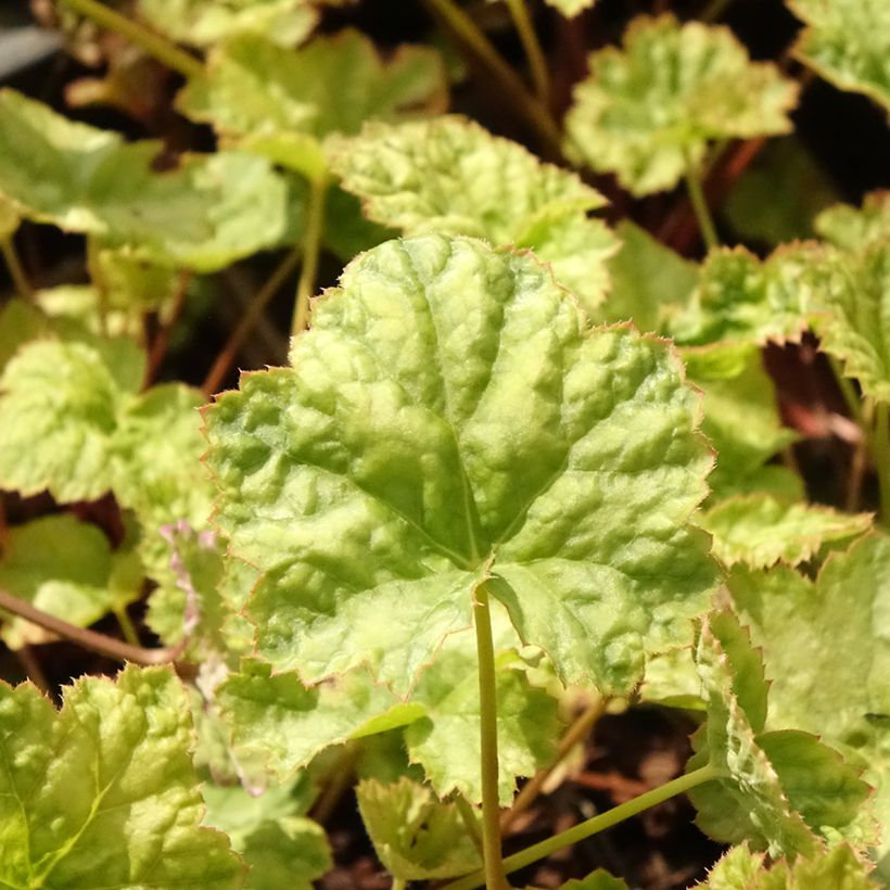 Heuchera Mint Frost (Foliage)