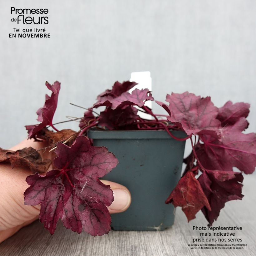 Heuchera Pink Panther 8/9 cm pot sample as delivered in autumn