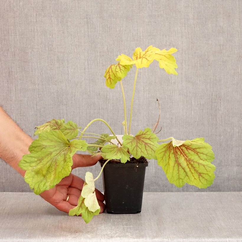 Heuchera Red Lightning 8/9 cm pot sample as delivered in summer
