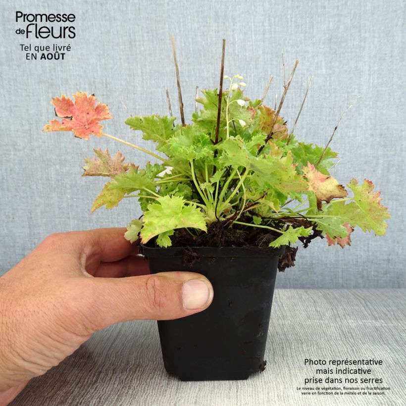 Heuchera hybrida Apple Crisp 8/9 cm pot sample as delivered in summer