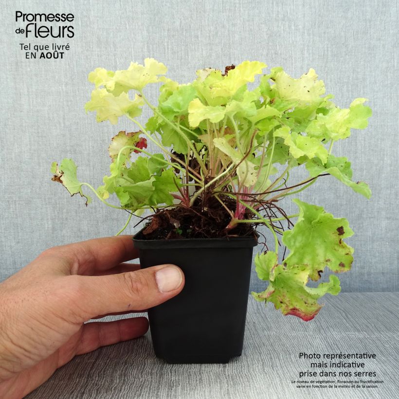 Heuchera (x) hybrida Apple Twist 8/9 cm pot sample as delivered in summer