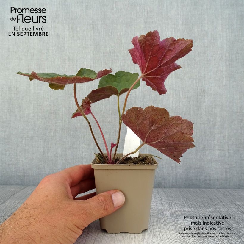 Heuchera villosa Brownies 8/9 cm pot sample as delivered in summer