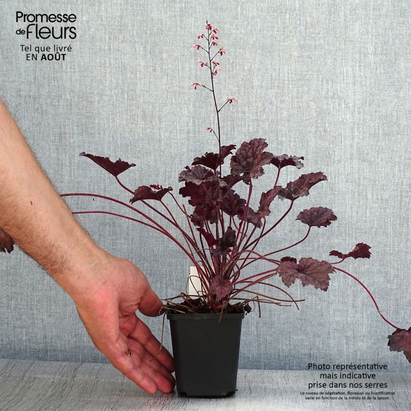 Heuchera hybrida Frosted Violet 8/9 cm pot sample as delivered in summer
