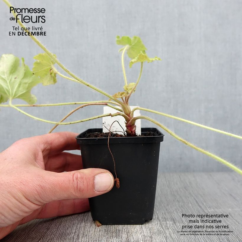 Heuchera Guacamole 8/9 cm pot sample as delivered in autumn