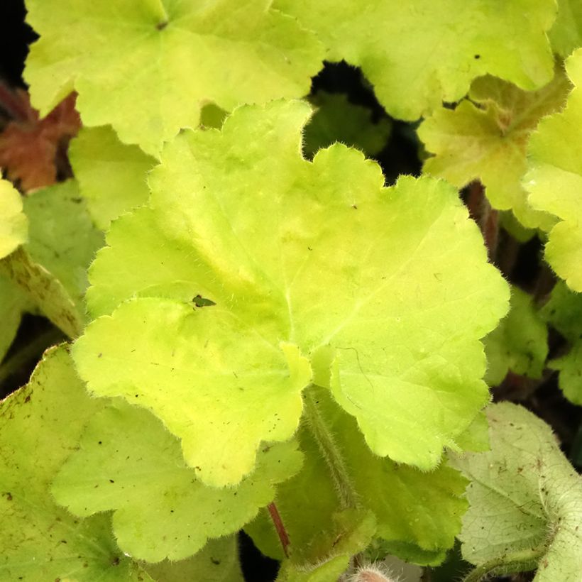 Heuchera Guacamole (Foliage)