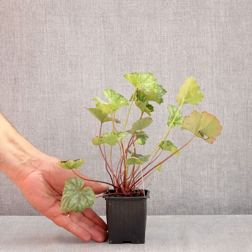 Heuchera americana Dales Strain 8/9 cm pot sample as delivered in summer