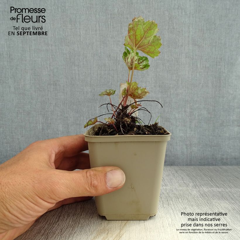 Heuchera  Beauty Colour 8/9 cm pot sample as delivered in summer