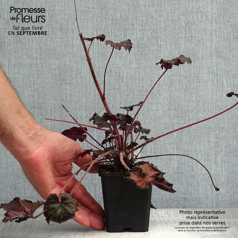 Heuchera Binoche 8/9 cm pot sample as delivered in summer
