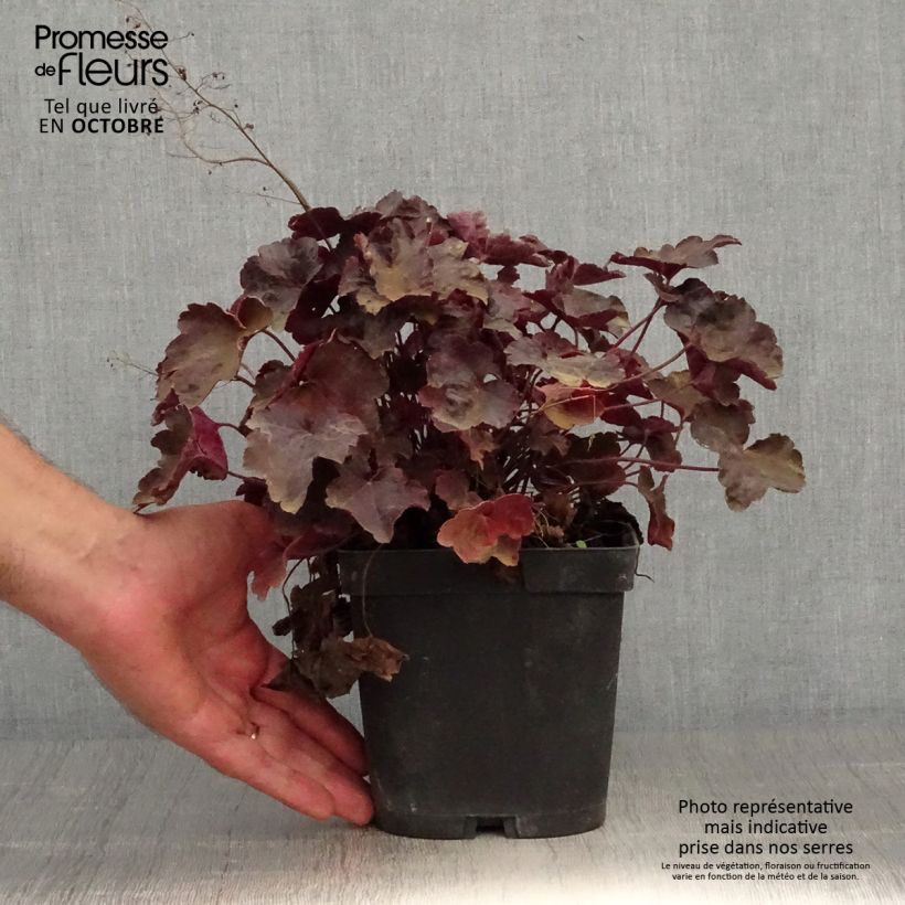 Heuchère - Heuchera Blackout en pot de 2L/3L sample as delivered in autumn