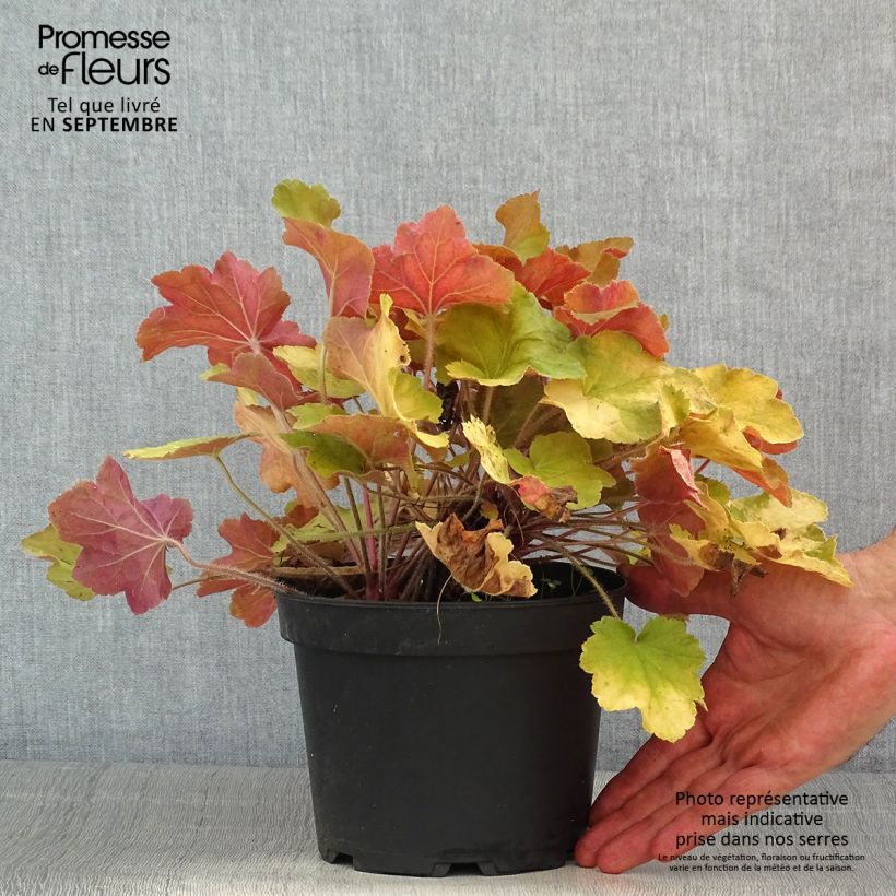 Heuchera villosa Caramel 2L/3L pot sample as delivered in summer