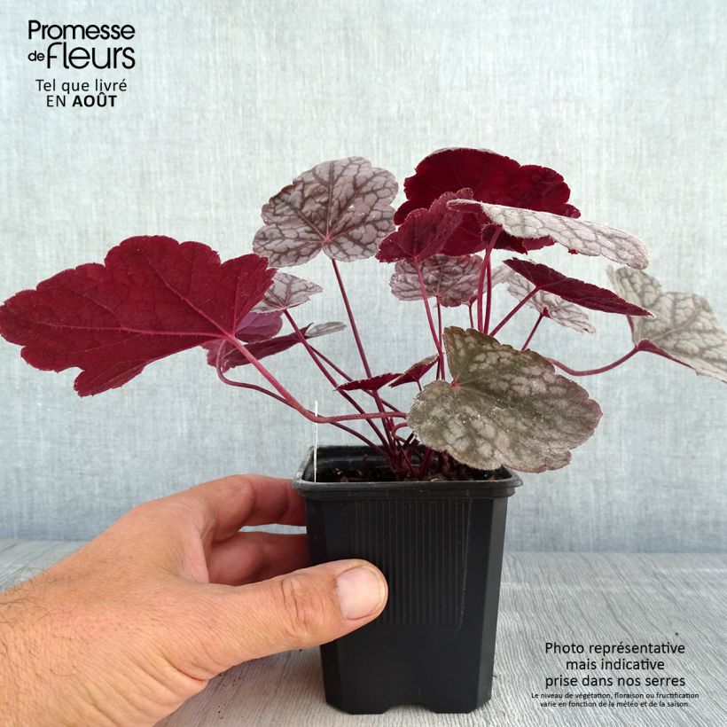 Heuchera Cascade Dawn 8/9 cm pot sample as delivered in summer