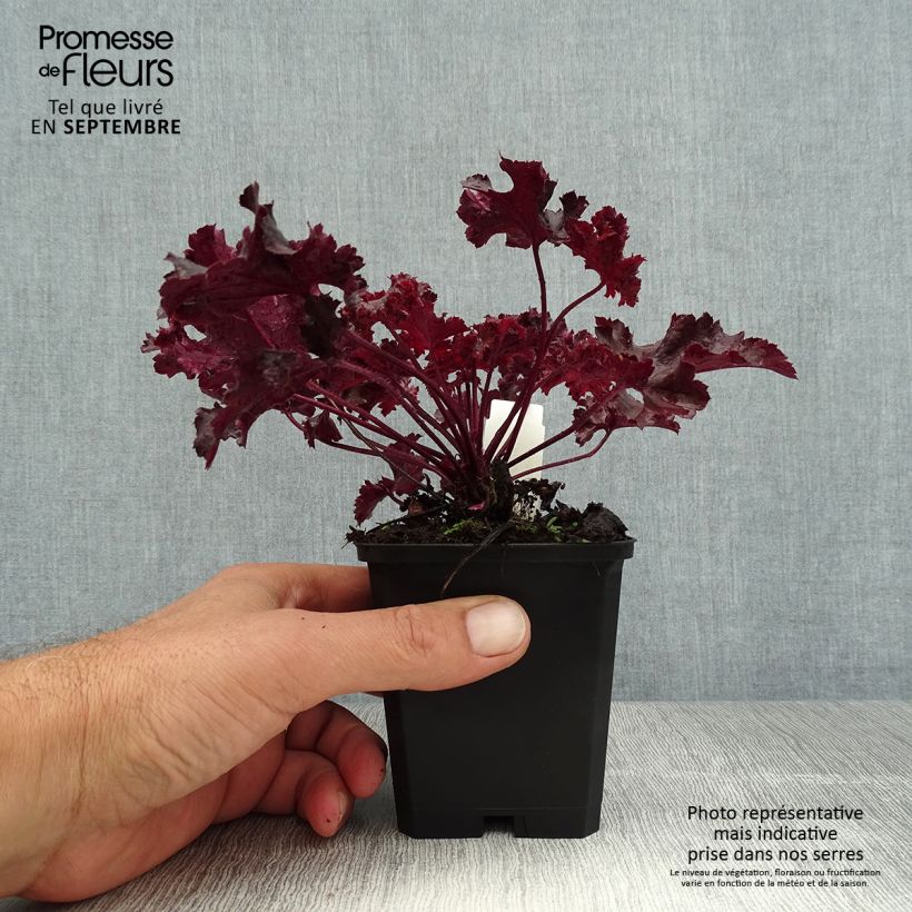 Heuchera Chocolate Ruffle 8/9 cm pot sample as delivered in summer