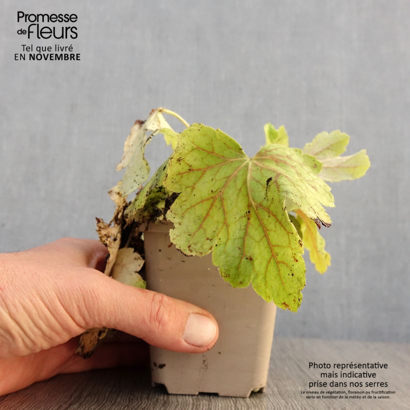 Heuchera Electric Lime 8/9 cm pot sample as delivered in autumn