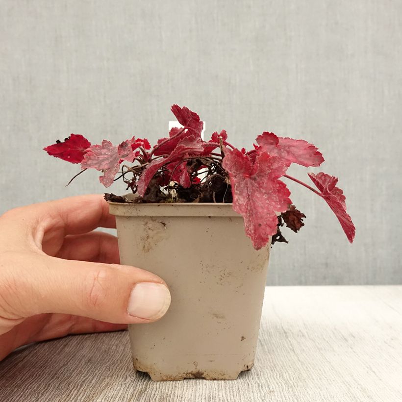 Heuchère - Heuchera Fire Chief Godet de 9cm sample as delivered in autumn