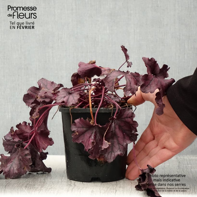 Heuchere - Heuchera Forever Purple Pot de 1.5L/2L sample as delivered in winter