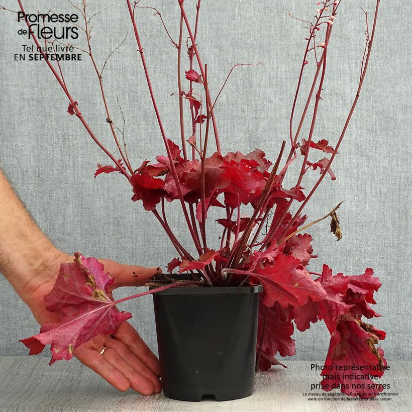 Heuchera Forever Red 1.5L/2L potShipped height around 20/30cm sample as delivered in summer
