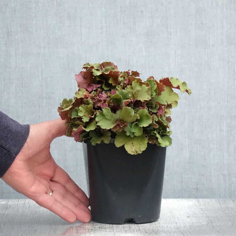 Heuchera hybrida Frilly 1.5L/2L potShipped height around 10cm sample as delivered in summer