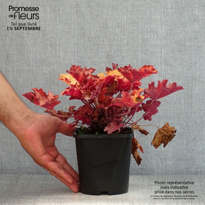 Heuchera Ginger Peach 1L/1.5L potShipped height around 20cm sample as delivered in summer
