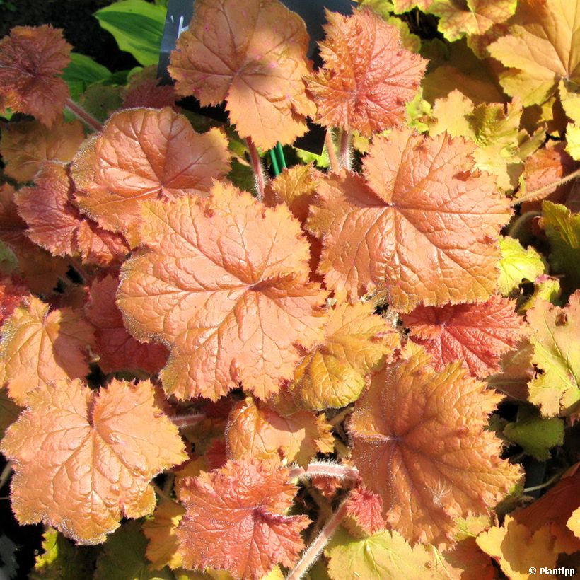 Heuchera Kassandra - Coral Bells (Foliage)