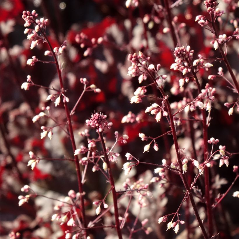 Heuchera Dark Secret (Flowering)