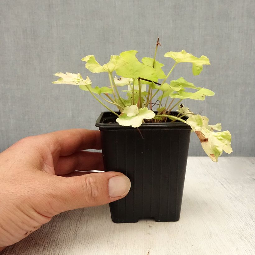Heuchera hybrida Little Cutie Blondie in Lime 8/9 cm pot sample as delivered in summer