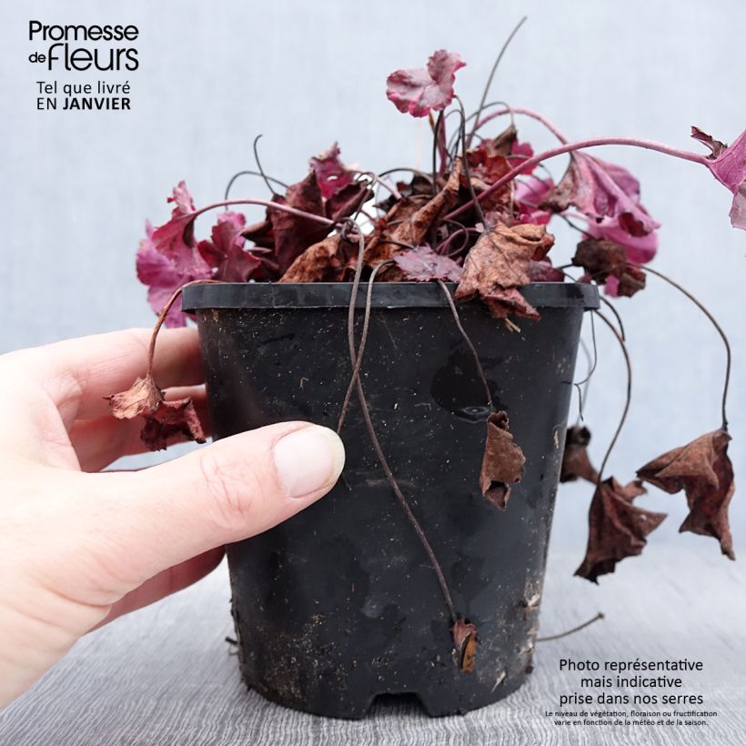 Heuchère - Heuchera Midnight Rose Pot de 1.5L/2L sample as delivered in winter