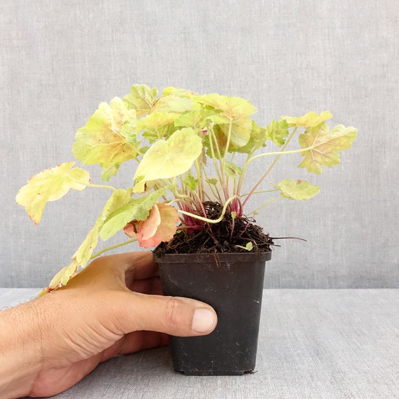 Heuchera Miracle 8/9 cm pot sample as delivered in summer