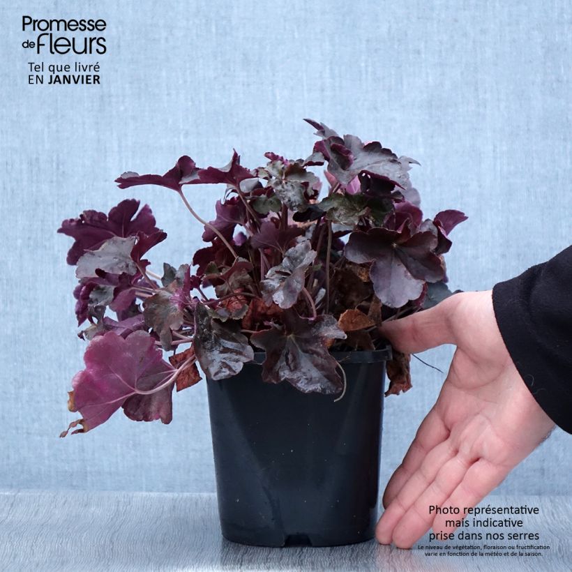 Heuchère, Heuchera Obsidian Pot de 1.5L/2L sample as delivered in winter