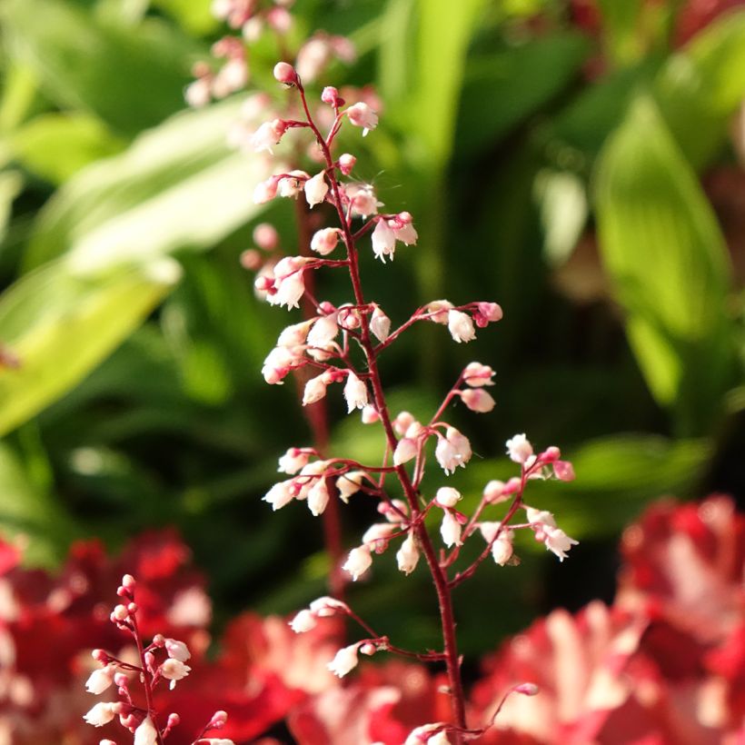 Heuchera Peach Crisp (Flowering)