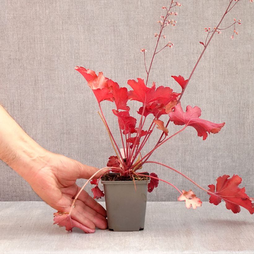 Heuchera Peach Flambé 8/9 cm pot sample as delivered in summer