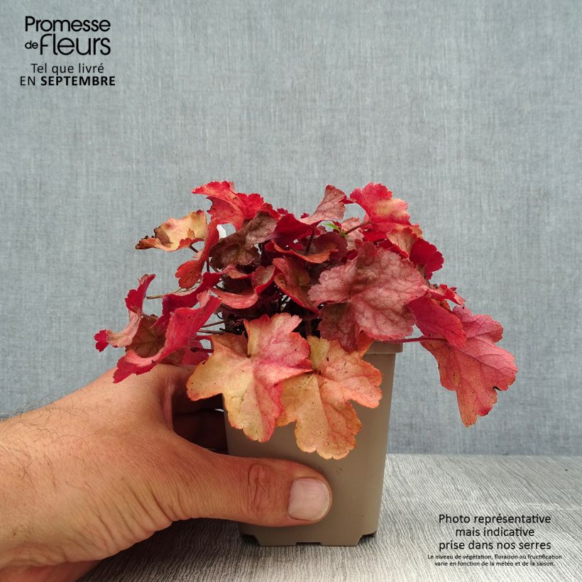 Heuchera Pinot Gris 8/9 cm pot sample as delivered in summer