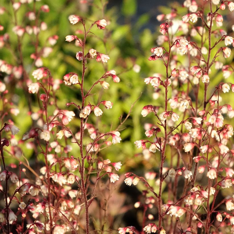 Heuchera Plum Royale (Foliage)