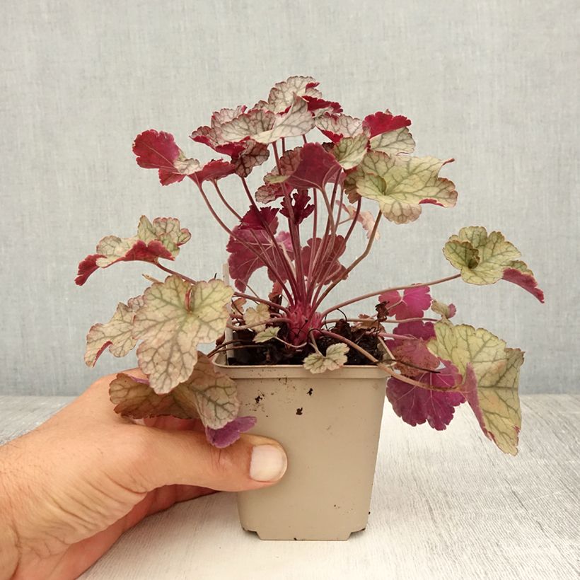 Heuchera Silver Scrolls 8/9 cm pot sample as delivered in summer