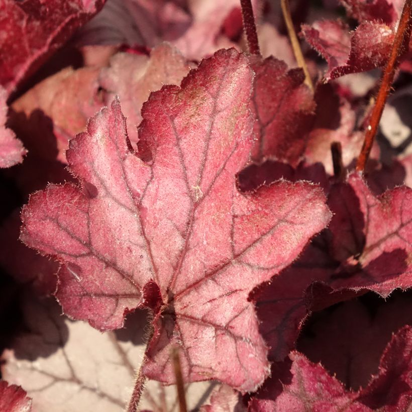 Heuchera Spellbound (Foliage)