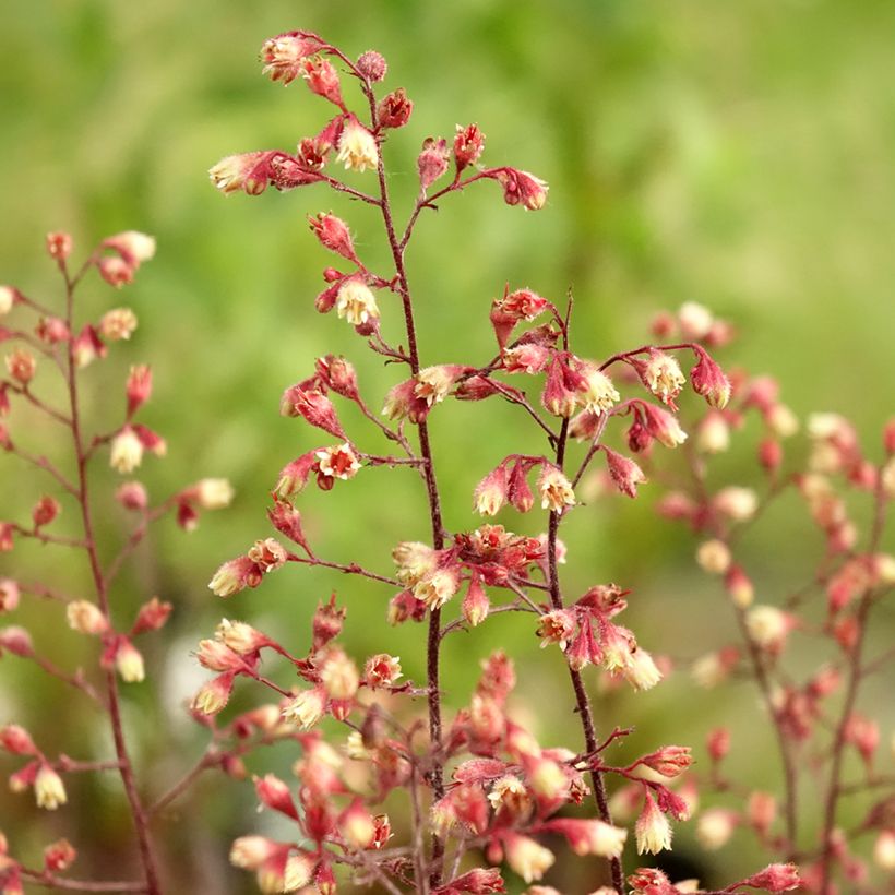 Heuchera Spellbound (Flowering)