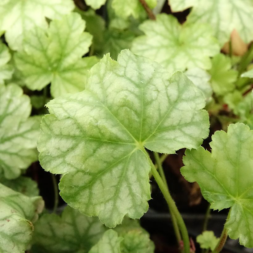 Heuchera Paris (Foliage)