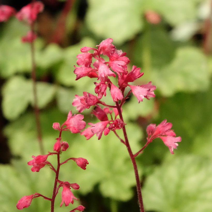 Heuchera Paris (Flowering)