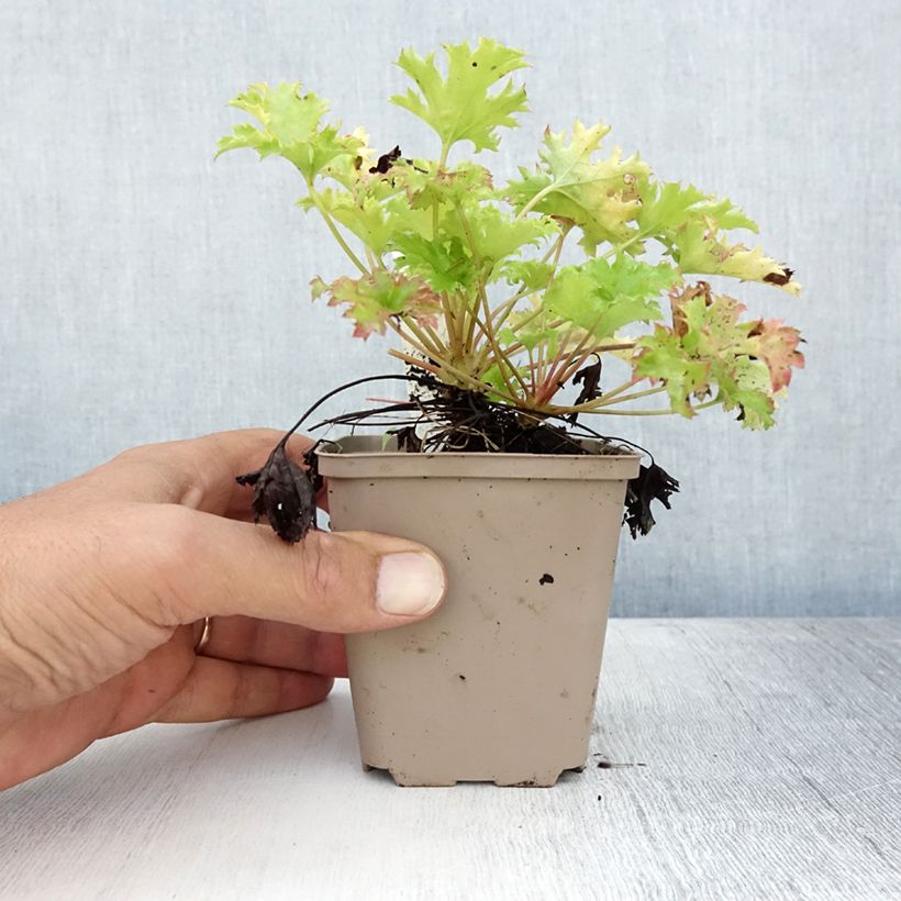 Heuchera hybrida Pear Crisp 8/9 cm pot sample as delivered in summer