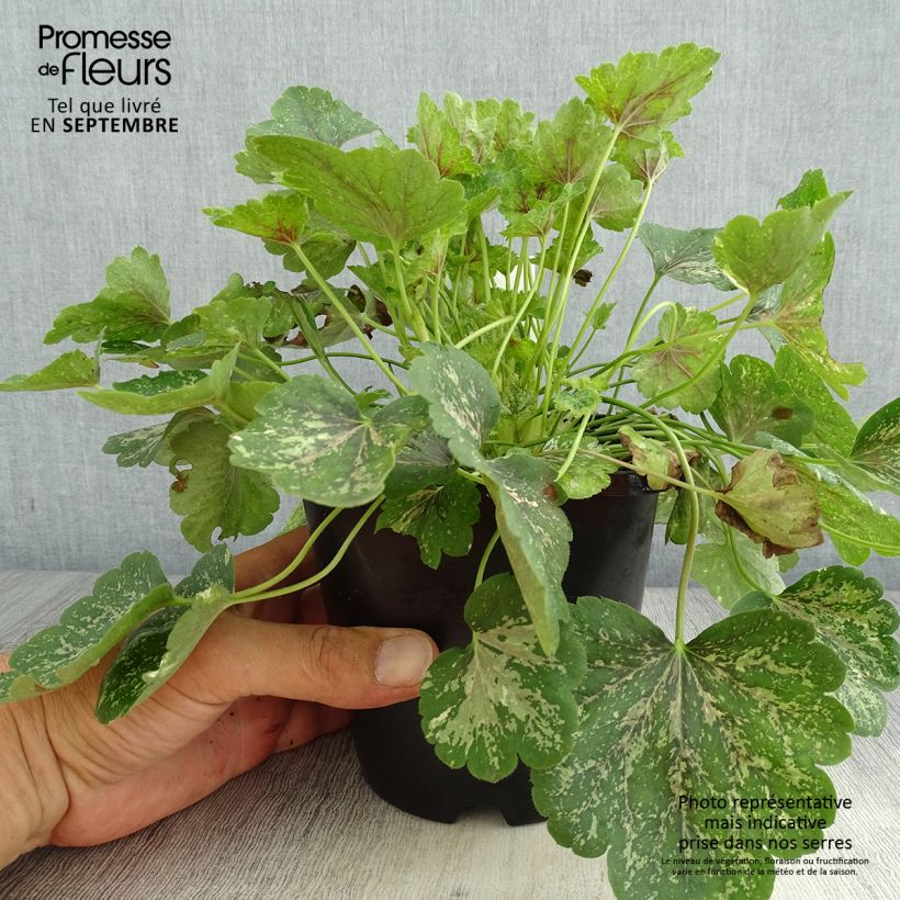 Heuchera Snowy Panky 1.5L/2L pot sample as delivered in summer