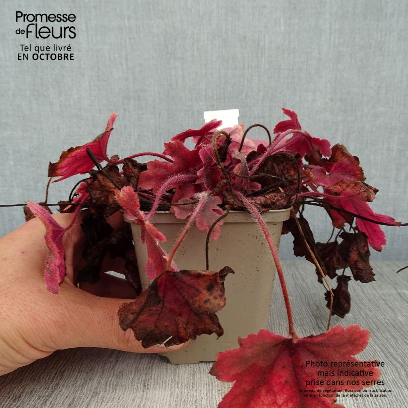 Heucherella Brass Lantern 8/9 cm pot sample as delivered in autumn