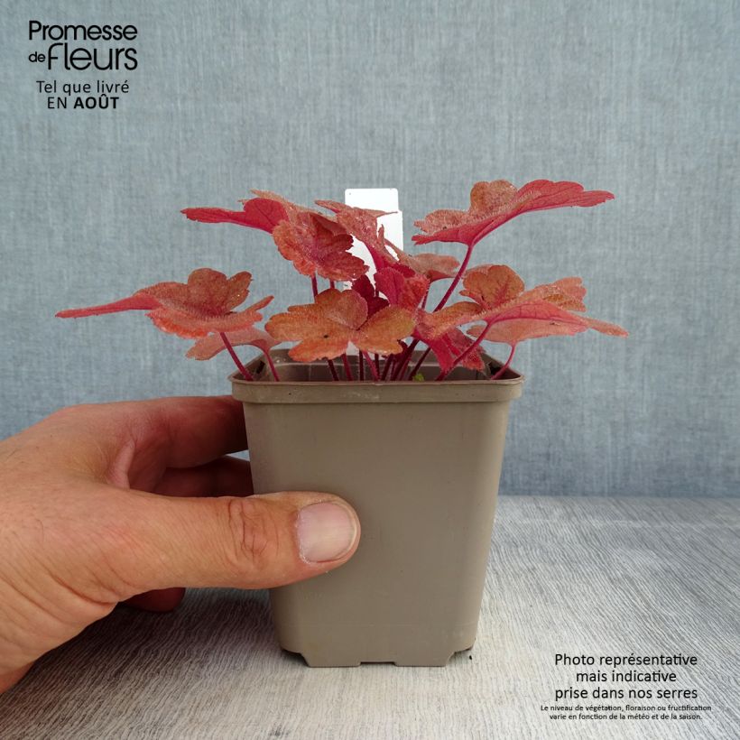 Heucherella Buttered Rum 8/9 cm pot sample as delivered in summer