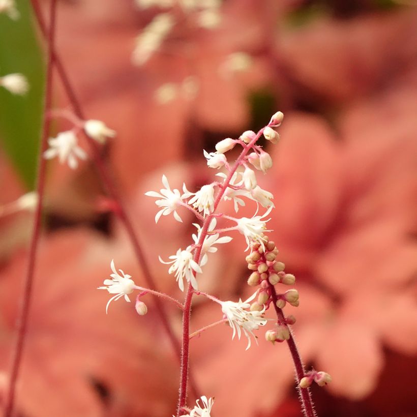 Heucherella Buttered Rum (Flowering)