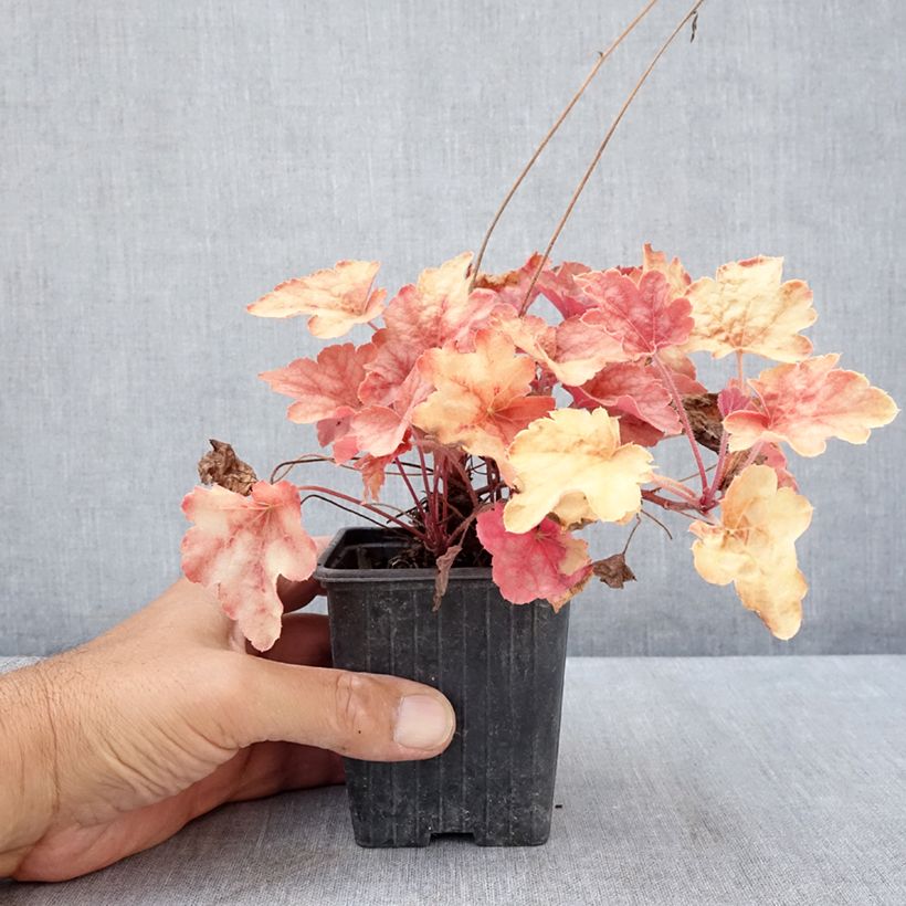 Heucherella Copper Cascade 8/9 cm pot sample as delivered in summer