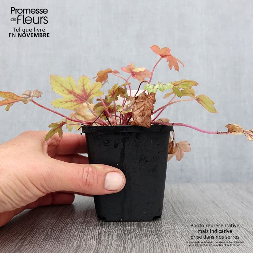 Heucherella Eye Spy Godet de 8/9 cm sample as delivered in autumn