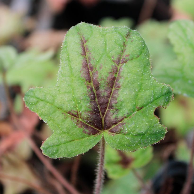 Heucherella Kimono (Foliage)