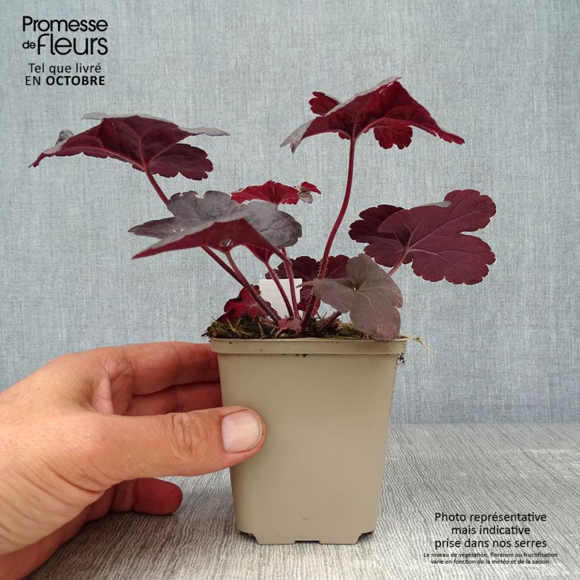 Heucherella Onyx Godet de 9cm sample as delivered in autumn