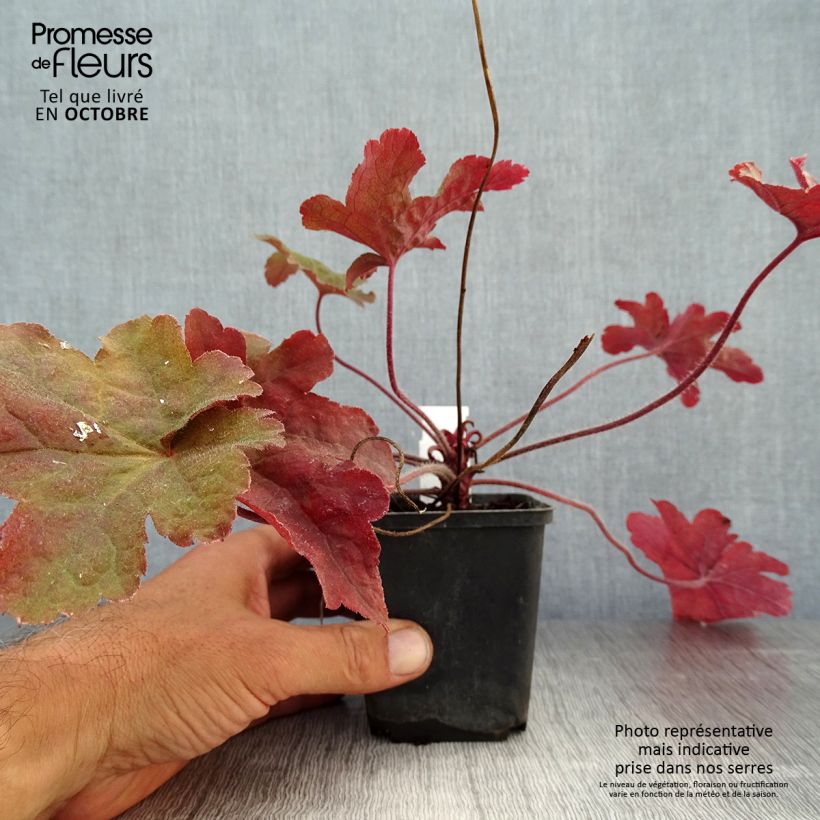 Heucherella Red Rover Godet de 9cm sample as delivered in autumn