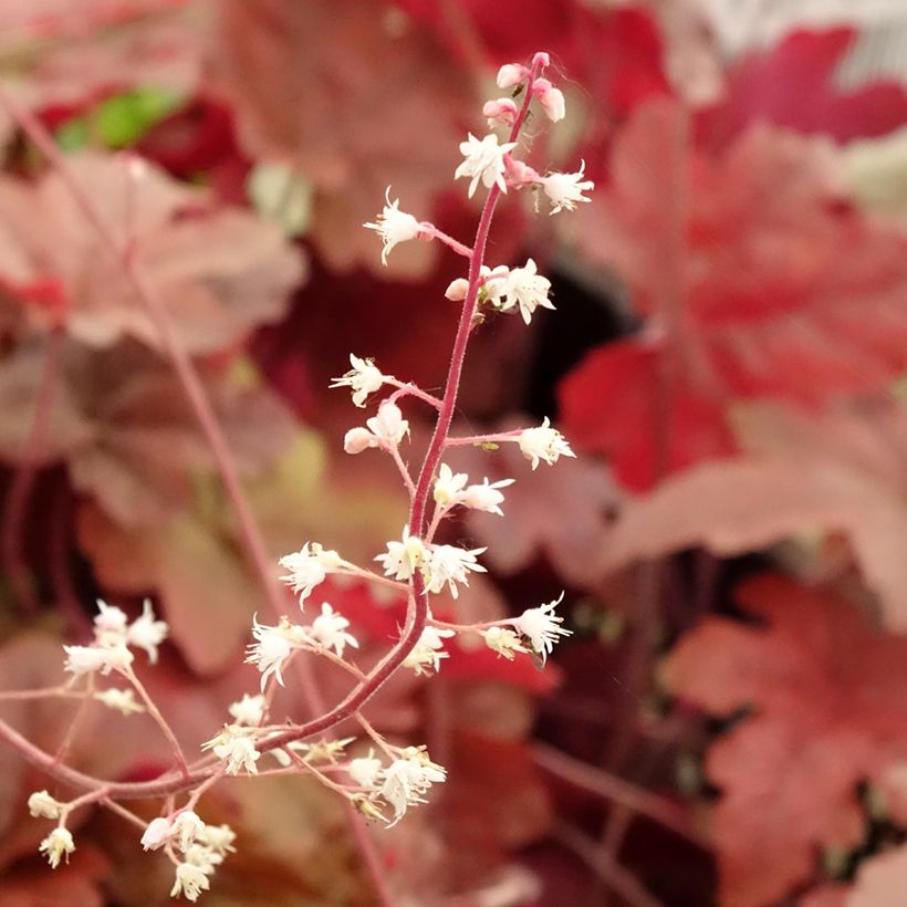 Heucherella Red Rover (Flowering)