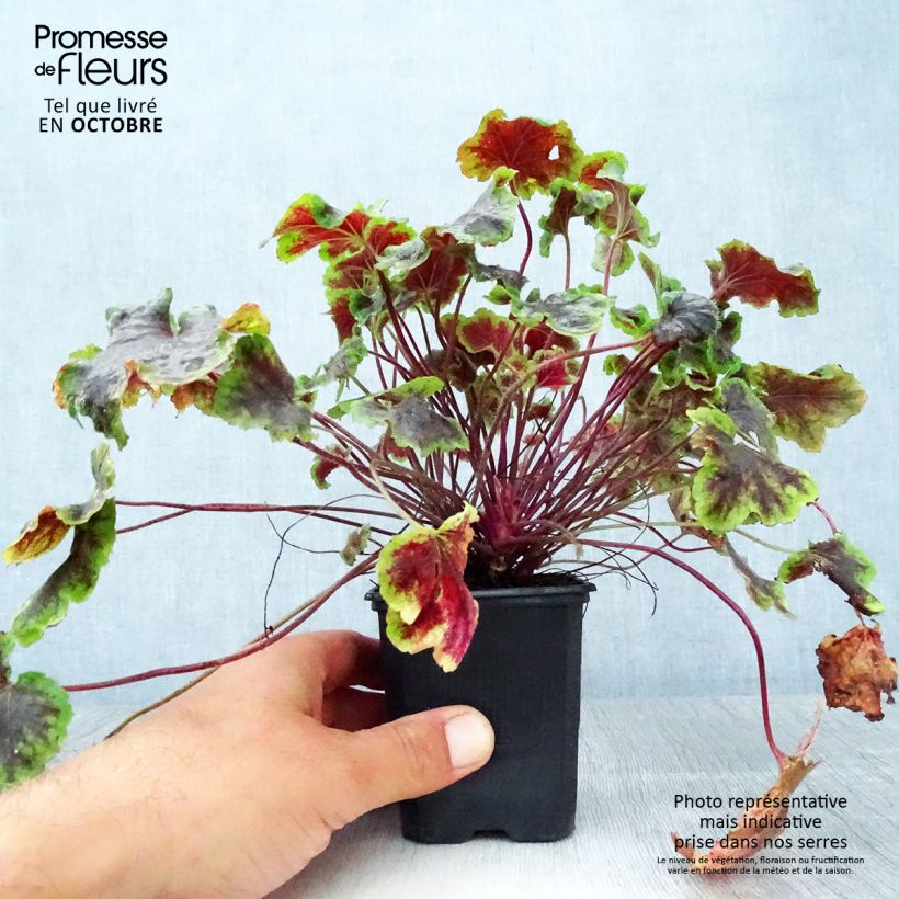 Heucherella Solar Eclipse Godet de 9cm sample as delivered in autumn