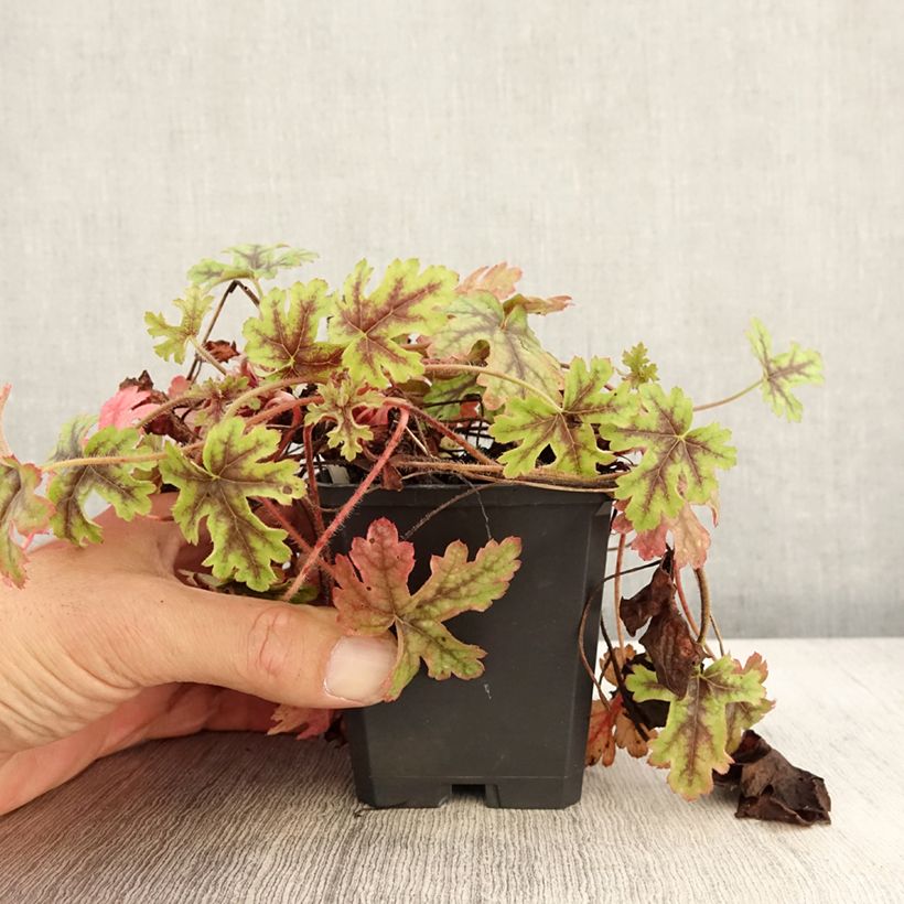 Heucherella Tapestry Godet de 9cm sample as delivered in autumn